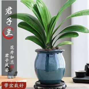 �����m���������ļ��L����B���⻨���׻�Gֲ���҃ȿ��_���̨
