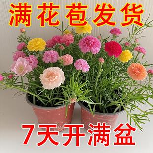 �_��̫ꖻ����� �ذ���Ϙ����� �����҃���ֲ����B���������l