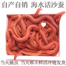 ∂活沙蚕 活饵 红虫青虫海蜈蚣海蚯蚓海钓鱼饵路亚饵鲈鱼饵包活