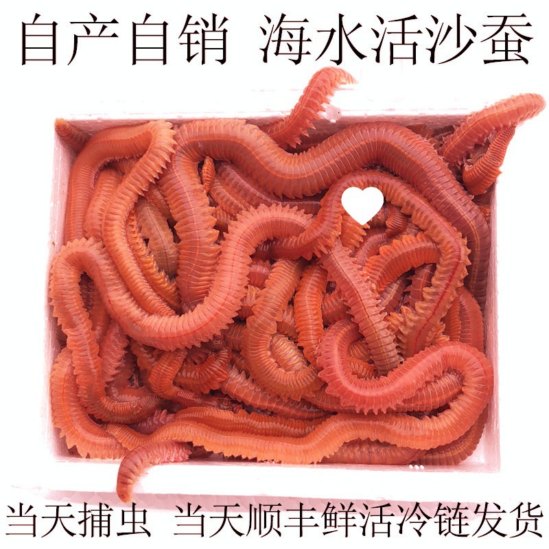 ∂活沙蚕 活饵 红虫青虫海蜈蚣海蚯蚓海钓鱼饵路亚饵鲈鱼饵包活