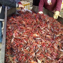 供应龙虾种苗 龙虾水特产 小龙虾养殖 虾种供应