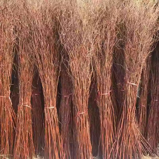 ������֦�r֦������֦��ɣ���P������������b��B����c���T����