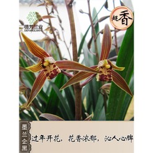 德芳兰业兰花苗惠兰金边墨兰盆栽企黑名贵兰草高级花卉绿植