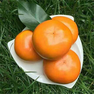 ���������޽ӹ������Ϸ������Nֲ���Ե��Ի�������������Y��