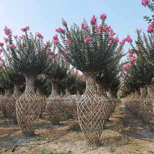 Cassia Vase, Cassia Weaving Plant, Garden Landscape, Shaped Greening Seedlings, Courtyard Shaped Plants and Trees