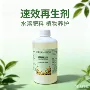 浓缩家庭代发盆栽园艺