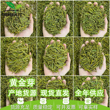 浙江2024年新茶明前茶春茶绿茶安吉工艺浓香型黄金芽茶叶批发散装