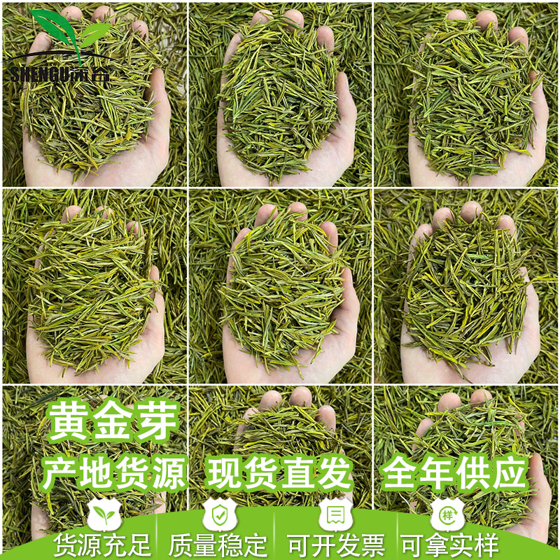 浙江2025年新茶明前茶春茶绿茶安吉工艺浓香型黄金芽茶叶批发散装