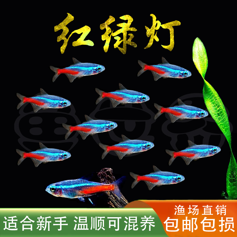 Red and Green Light Small Fish, Guppies, Tropical Ornamental Fish, Freshwater Lotus Lantern Fish, Live Fish, School of Fish, Free Shipping