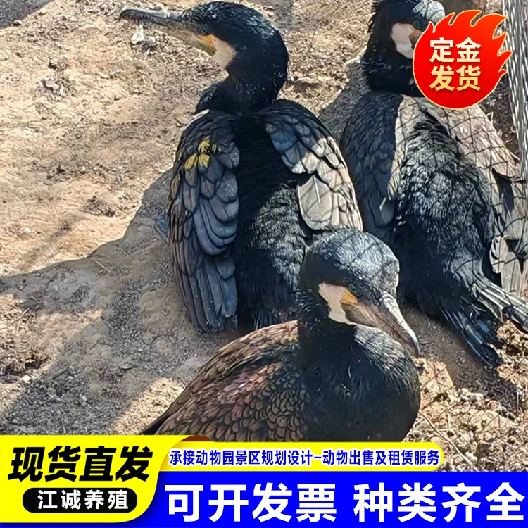 Поставка дикого и искусного рыболовного базового орлана, выступления декоративного орлана в зоопарке, цена одного самца и одной самки орлана.