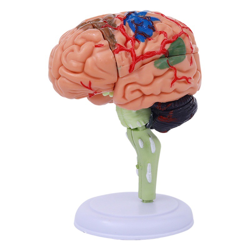 4DMaster 4D ensamblado modelo de Anatomía Humana modelo médico modelo de cerebro modelo de estructura cerebral