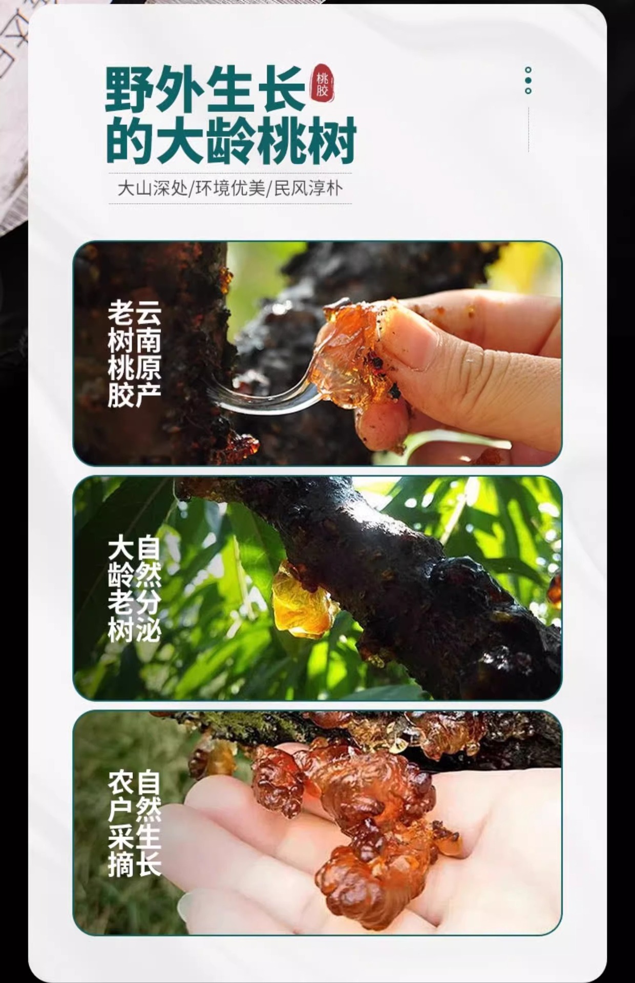 Peach Gum Tao Jiao 桃胶 Hand-Selected Large Granules 100g Jar Sun-Dried Edible Botanical Resin quality and texture