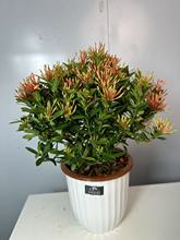 С�~�������Gֲ�������҃������̨ͥԺ�_�����B�׻�