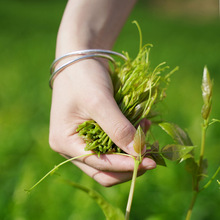张家界莓茶源头直供 高山云雾莓茶养生藤茶散装批发支持电商代发