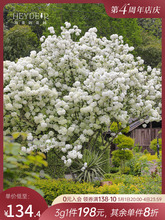 海蒂的花园中华木绣球斗球庭院可地栽耐寒花卉盆栽欧洲木绣球树苗