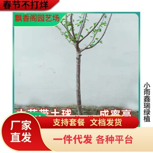 ����܇���ә��Ҙ������Ե��Դ�����Ϸ������Nֲ����Y���������