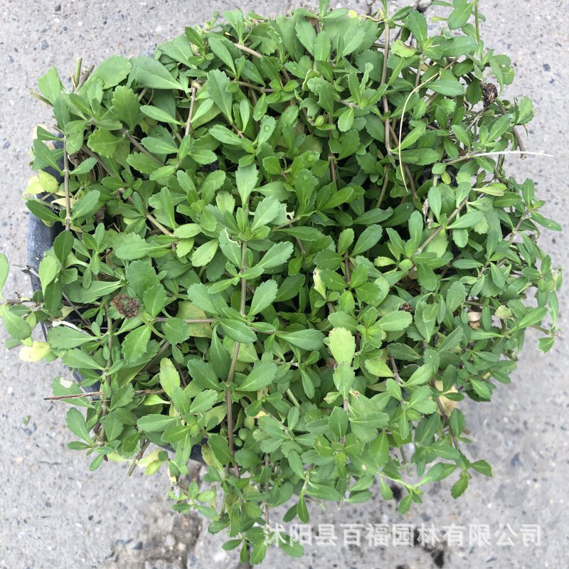 基地批发姬岩垂草方盘苗和180口径双色盆苗 耐旱耐踩的会开花草坪-阿里巴巴