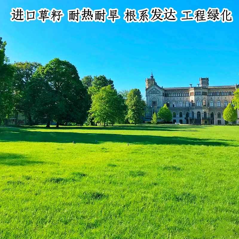 Семена травы с собачьими зубцами для защиты склонов, семена вечнозеленой газонной травы для всех сезонов, термостойкие, засухоустойчивые и устойчивые к подступам инженерные семена для зеленения газонов