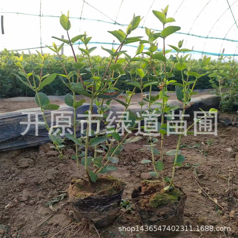 花灌木批发蓝叶忍冬绿篱杯苗丛生蓝叶忍冬大墩造型忍冬球扦插小苗