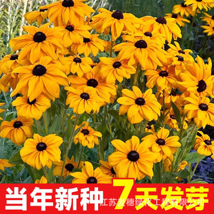Black Heart Flower Seeds Wholesale Four-Season Flower Seeds Grass Flower Seeds Black Eye Flower Grass Flower Seeds Greening Flower Seeds