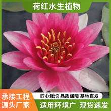 ˯ɏ�������l����ˮ���^�p������ɏ�ļ����Ը��Kˮ��ֲ��˯ɏ��