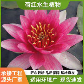 睡莲基地批发池塘水生观赏花卉碗莲四季盆栽根块水培植物睡莲苗