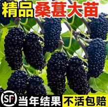 ɣ�����ɣ�~���������B�Qʳ�ô��~ɣ���ļ��N�Gֲ��ɣһ̖�Qɣ��