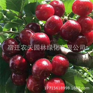 �������Ҙ��m����Y�������ͺ������t�����Ҙ��������Ϸ��ش����