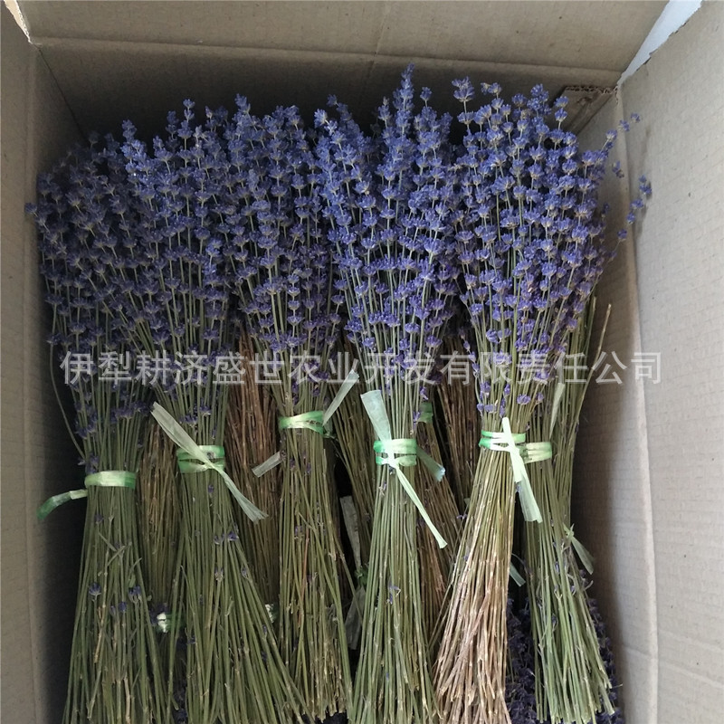 Xinjiang Yili lavanda flor seca oreja larga ramo de flores mixtas flor real permanente nueva flor origen suministro directo para la exportación a Amazon