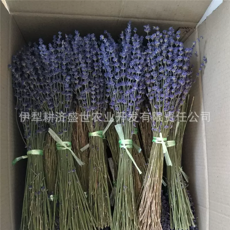 厂家批发新疆伊犁太空蓝薰衣草干花束法国蓝干花永久真花装饰出口