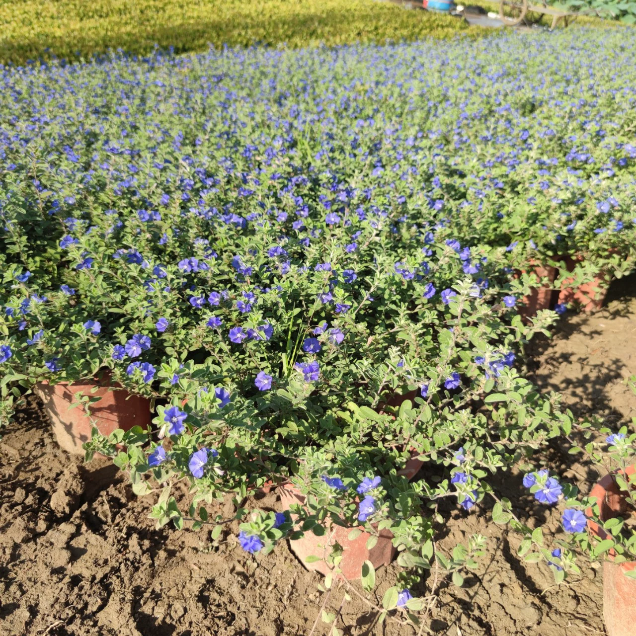 2307 питомник поставляет японские цветочные горшки с синей звездой