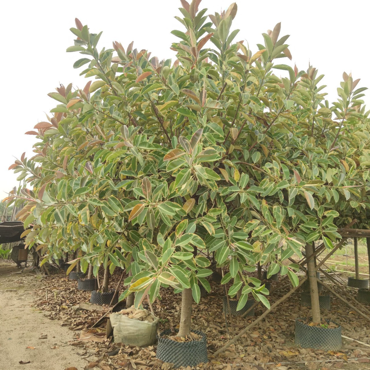 2310 Рассеянная база должна быть очищена