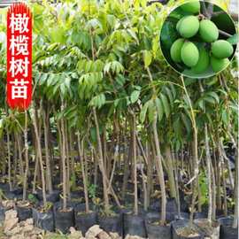 深圳油橄榄果树苗2~4年龄大树苗 树苗四季南北方种植带原土发货