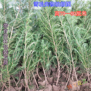 ѩ�����������ɘ����Ƥ����ѩ�ɘ���ѩ��С���е��G����ľ