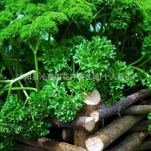 �W�۷������۷N���۲˷N���������ļ������߲˷���N�ӚW�۷N����