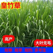 无毛大叶皇竹草种子四季常青冻不死牧草耐寒四季高产牛羊鱼畜牧草