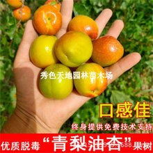 ��Ʒ�N���Ә��������������������������Ե��Ա��Ϸ��Nֲ����Y��