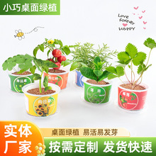 巧巧杯小盆栽儿童手工玩具观察种植水培创意学生桌面盆景赠送种子