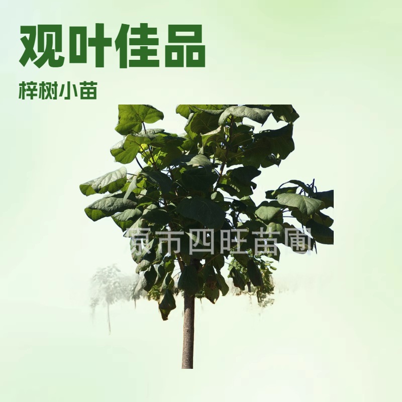 东北供应阔树 梓树 1-9公分乡村绿化树小苗规格齐全