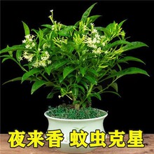 夜来香盆栽驱蚊花卉夜来香树苗老桩浓香花苗室内植物庭院驱蚊绿植