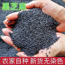 纯熟黑芝麻新鲜生芝麻粒现炒熟白芝麻仁农家即食免洗优质小粒油麻