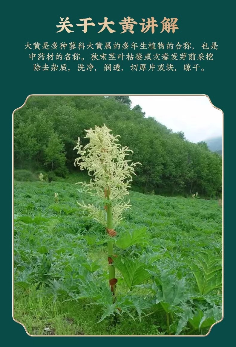 Wild Rhubarb Root Da Huang 500g Dried Chinese Herbal Slices for Decoction and Traditional Use key features