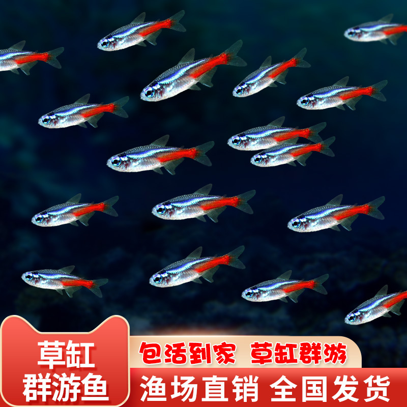 Red-Green Lanternfish, Tropical Ornamental Fish, Lanternfish, Small Freshwater Fish for Aquariums, Baby Lanternfish, Live Fish with Fish Food Included