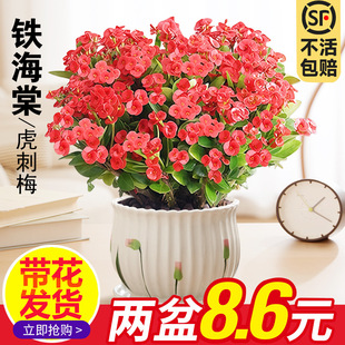 �F�������Ի����҃��辰�Gֲ�༾�_������÷�k���̨�����_��ֲ��