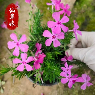 芝樱花盆栽带土 福禄考花苗批发 低矮耐寒易活宿根盆栽四季开花