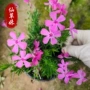 耐寒盆栽开花四季宿根
