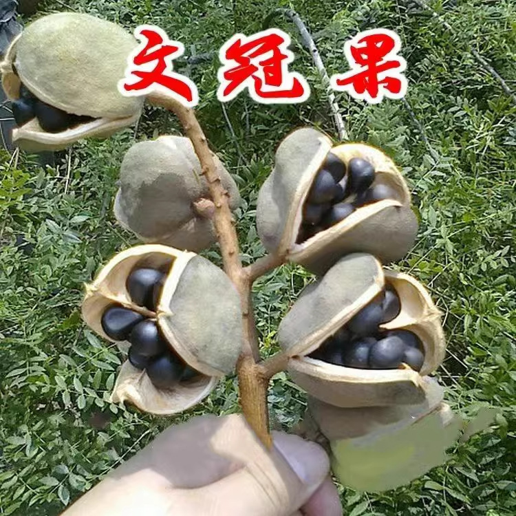 新采白皮松种子基地批发华山松油松园林绿化工程占地食用松树种子