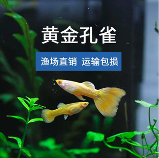 ��Ʒ��ȸ�~���\���^�~���~�ᎧС�͵�ˮ�^�p�~���B�Pβ�~���R�~