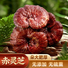 长白山赤灵芝整朵批发切片灵芝片东北特产可煮茶泡酒炖汤产地直销