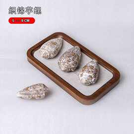 织锦芋螺天然海螺贝壳标本螺装饰摆件礼物收藏厂家源头批发